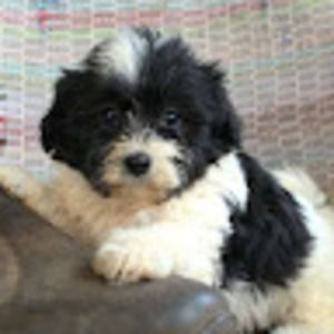 Meet your Posher, Francesca